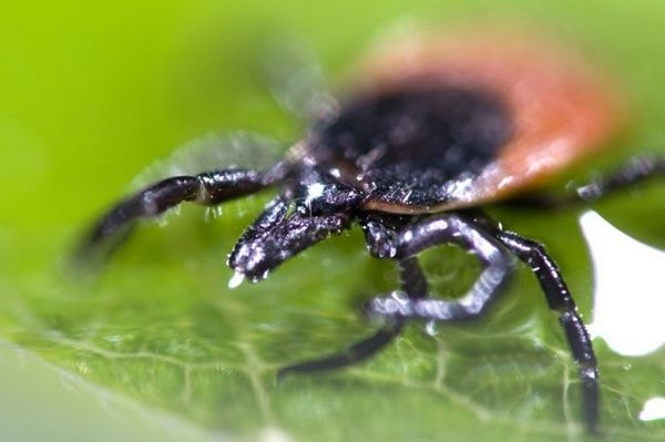Očkování je jedinou spolehlivou prevencí klíšťové encefalitidy.
