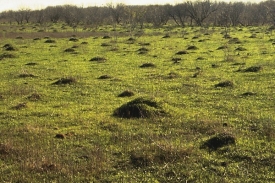 Mravenci dovedou krajinu proměnit k nepoznání.