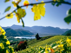 Jezero Kalterer See/Lago di Caldaro obklopen&eacute; vinicemi a malebn&yacute;mi pah