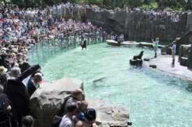 Lachtanům pražsk&aacute; zoo nadělila baz&eacute;n s vodn&iacute; skluzavkou.