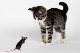 My&scaron; nakažen&aacute; toxoplasmou reaguje pomaleji a snadno se nech&aacute; sežrat.
