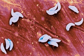 Prvok Toxoplasma gondii - parazit ovlivňuj&iacute;c&iacute; psychiku hostitele.