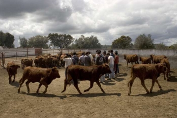 Pravidelná setkání bojovníků s býky na farmě Monte do Zambujal.