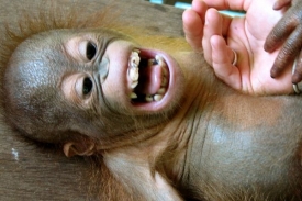 Orangutan Enero, další z mláďat lechtaných pro vědecké účely.