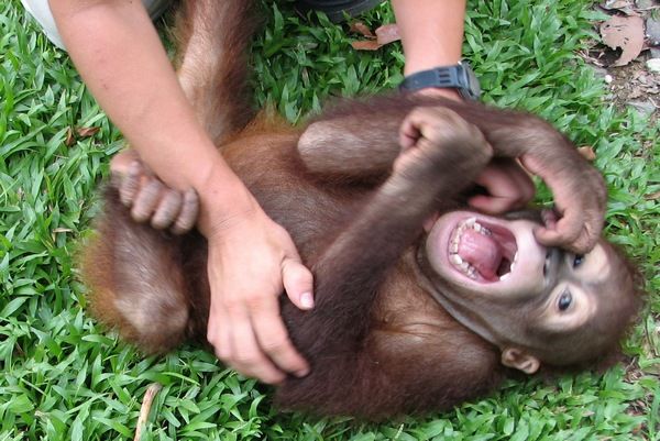 Orangutaní mládě Naru se právě účastní poněkud nezvyklého pokusu.