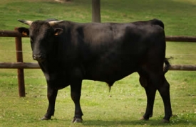 Maso ze skotu Wagyu patř&iacute; mezi nejdraž&scaron;&iacute; na světě.