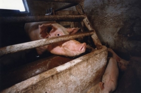 Za t&yacute;r&aacute;n&iacute; prasat půjde farm&aacute;ř na 10 měs&iacute;ců do vězen&iacute;.