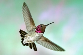 Kalypta růžovohlav&aacute; je vzhledem k velikosti těla rekordně rychl&aacute;.