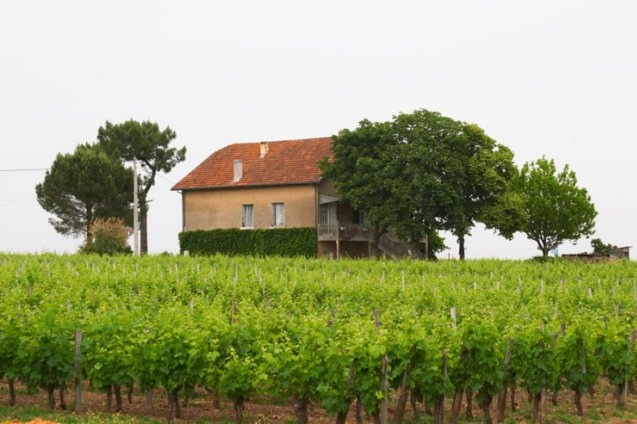 Vína z Château Le Pin jsou vzácná a velmi drahá.