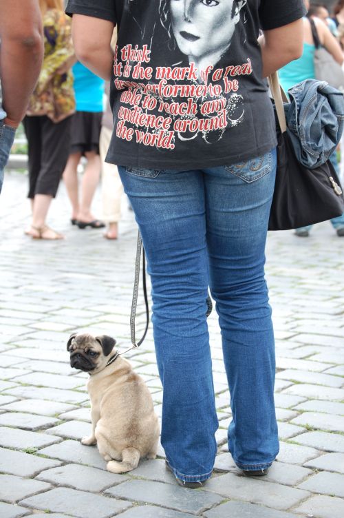 Fanoušci krále popu mu vzdávají hold.