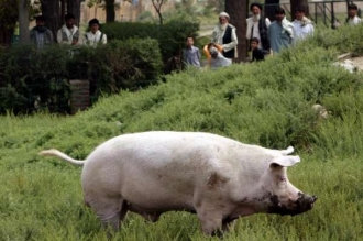 Prase jménem Prase v kábulské zoo.