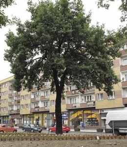 Strom zasazený k 53. narozeninám Adolfa Hitlera.