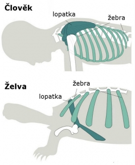 Zatímco u člověka je lopatka nad žebry, u želvy je ukryta pod nimi.
