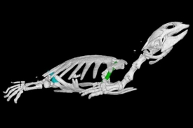 Želví krunýř vznikl z žeber, což si vyžádalo velké anatomické změny.