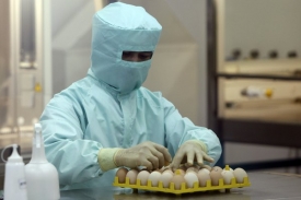 Virus pro v&yacute;robu vakc&iacute;ny vědci kultivuj&iacute; ve slepič&iacute;ch vaj&iacute;čk&aacute;ch.