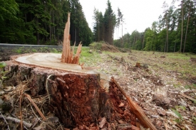 Společnost CE WOOD již není v insolvenčním řízení.