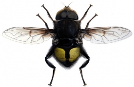 Pestřenka Eristalis gatesi nese jméno po Billu Gatesovi.