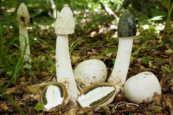 Na hadovku smrdutou alias nestoudný penis můžete narazit i u nás.