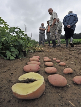 Čerstvou zeleninu od farm&aacute;řů lze nakoupit i na speci&aacute;ln&iacute;ch akc&iacute;ch.