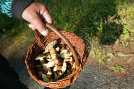 Hřiby houbaři berou nejčastěji, jiné houby někteří klidně rozkopou.