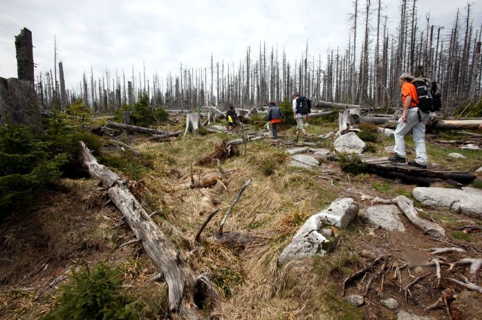 Kůrovec v akci: vědci se postavili proti kácení v 1. zóně NP Šumava. 