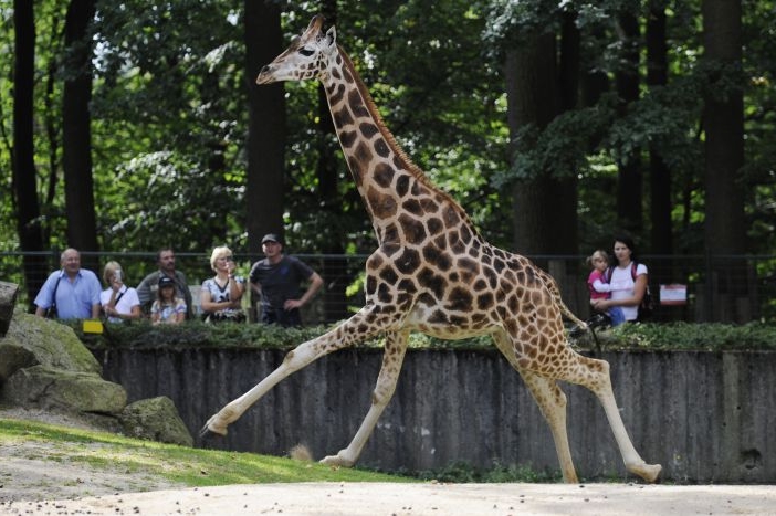 Liberecká zoo je druhou nejnavštěvovanější turistickou atrakcí. Liberecká zoo je druhou nejnavštěvovanější turistickou atrakcí.