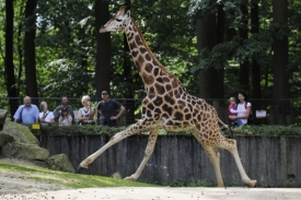 Libereck&aacute; zoo je druhou nejnav&scaron;těvovaněj&scaron;&iacute; turistickou atrakc&iacute;.