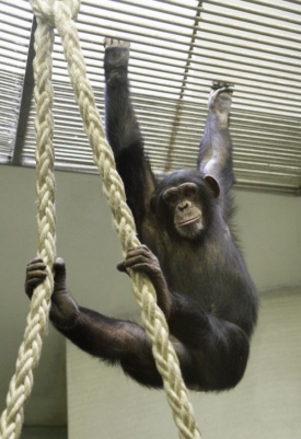 Zoologick&aacute; zahrada v Liberci slav&iacute; devades&aacute;t&eacute; narozeniny.