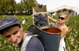Se sklizní vína začínají ve Francii slevové akce na starší vína. Se sklizní vína začínají ve Francii slevové akce na starší vína.