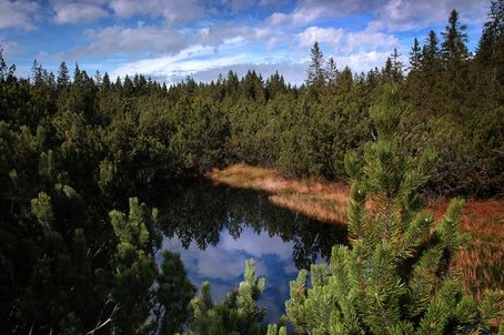 Šumava. Ilustrační foto.
