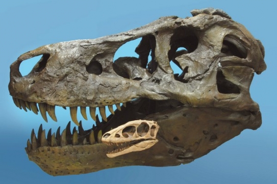 Srovnání lebek druhů Tyrannosaurus rex a Raptorex kriegsteini. Srovnání lebek druhů Tyrannosaurus rex a Raptorex kriegsteini.