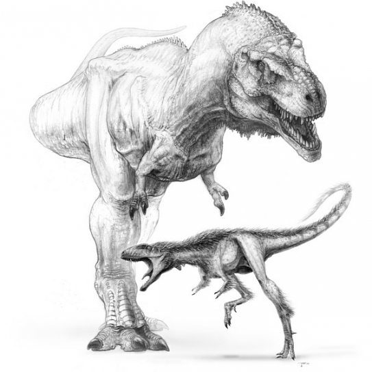 Raptorex vedle tyranosaura působí jako učiněný drobeček. Raptorex vedle tyranosaura působí jako učiněný drobeček.