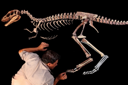 Paleontolog Paul Sereno s kostrou nově objeveného druhu. Paleontolog Paul Sereno s kostrou nově objeveného druhu.