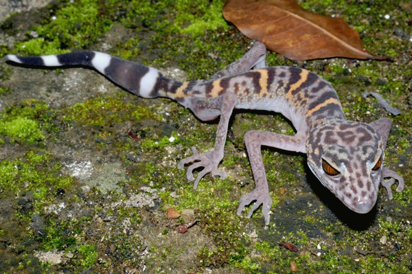 Gekon s leopardími skvrnami byl objeven na severu Vietnamu. Gekon s leopardími skvrnami byl objeven na severu Vietnamu.