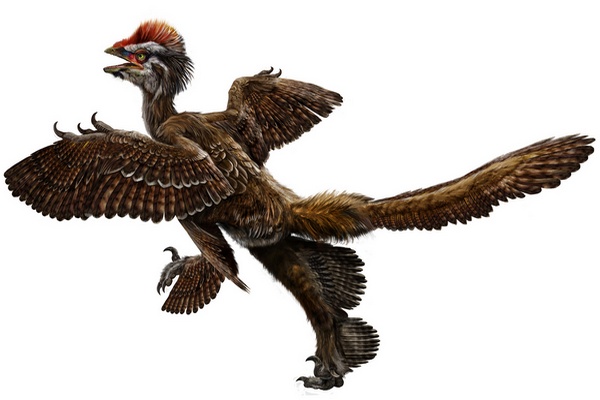 Jeden z nově popsaných opeřených dinosaurů, Anchiornis huxleyi.