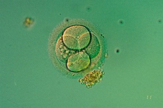 Implantované embryo. Implantované embryo.