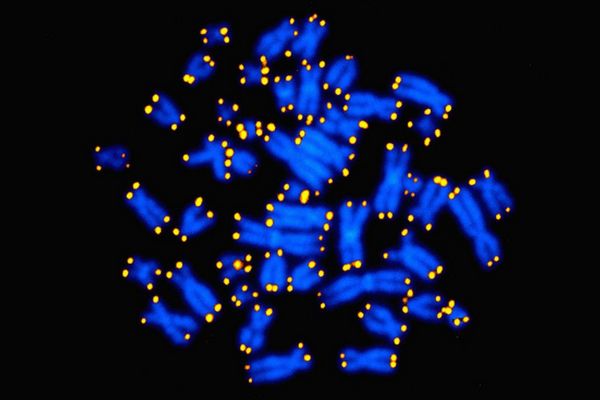 Telomery jako žlutě svítící ochranné čepičky na koncích chromozomů. Telomery jako žlutě svítící ochranné čepičky na koncích chromozomů.
