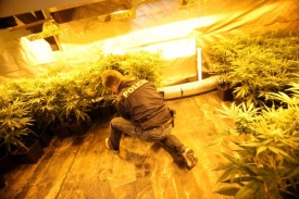 Marihuana se pěstuje pod siln&yacute;m světlem a chr&aacute;n&iacute; ji vzduchotechnika.