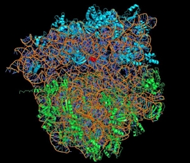 3D model ribozomu tvořen&eacute;ho b&iacute;lkovinami a molekulami RNA.