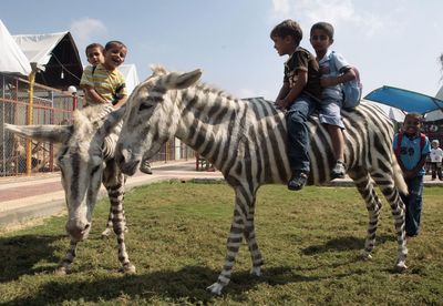 Dětskou zoo čeká rozsáhlá rekonstrukce. Dětskou zoo čeká rozsáhlá rekonstrukce.