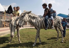 Dětskou zoo ček&aacute; rozs&aacute;hl&aacute; rekonstrukce.