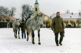Zima se opět bl&iacute;ž&iacute;. Kladruby chtěj&iacute; pen&iacute;ze.