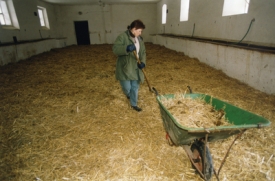 Koňsk&aacute; porodnice. Kladruby (sn&iacute;mek z roku 2003).