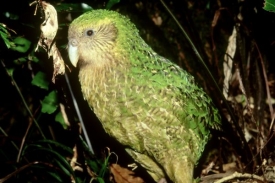 Nelétavý papoušek kakapo soví se pokusil znásilnit fotografa.