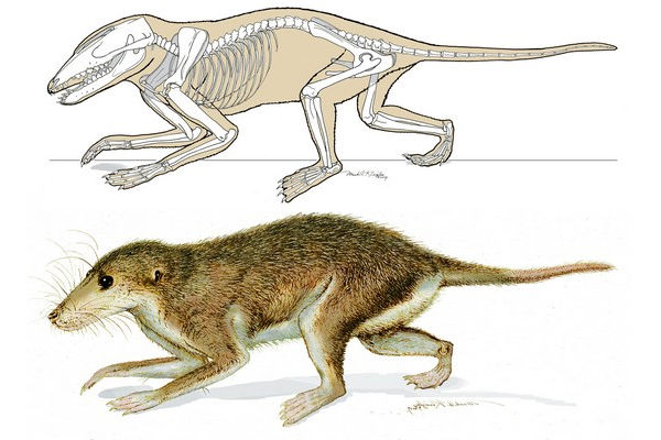 Zvíře velikosti veverky muselo přežít ve světě ovládaném dinosaury.