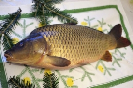 Náklady spojené s chovem kaprů klesají, není důvod zdražovat.