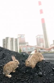 Králíci nejsou ve Stockholmu vítáni. Jako škodná, ani coby palivo.