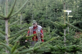 František Valdman na plantáži. 90 procent stromků pochází z nich.