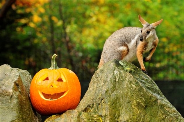 Halloween se blíží. Bude i v zoo (ilustrační foto).
