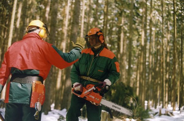 Vítězem tendrů na těžbu dřeva je Less  & Forest